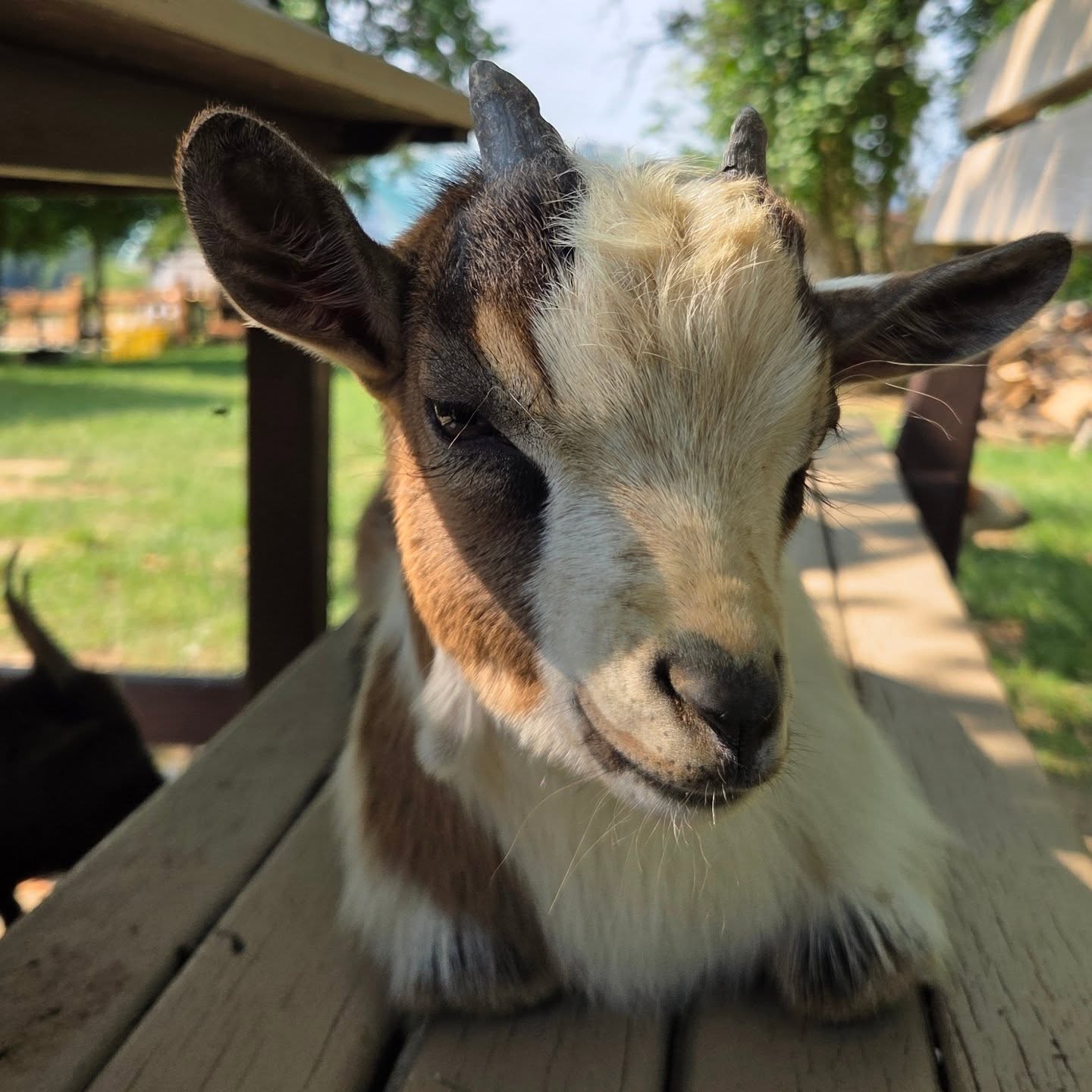 #goatlife