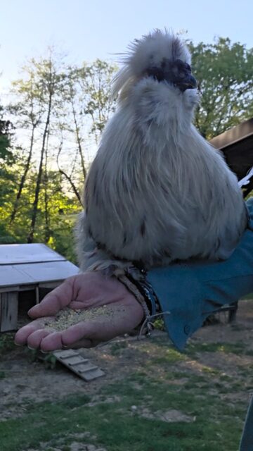 If all else fails, we can always join/start a circus 🐔🎪
#visitptuj #farmlife #slovenia #naturelovers #chickensofinstagram