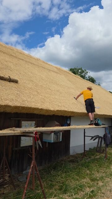 Almost (halfway) there... 🌾 The final haircut ✂️
#visitptuj #slovenia #farmlife #thatchedcottage